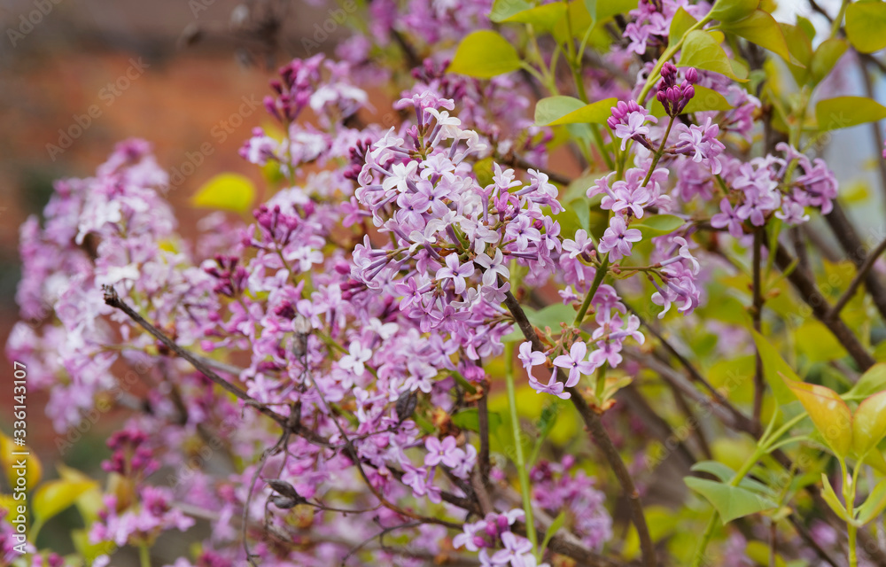 Lilas de Chine ou lilas à petites feuilles (Syringa Microphylla)