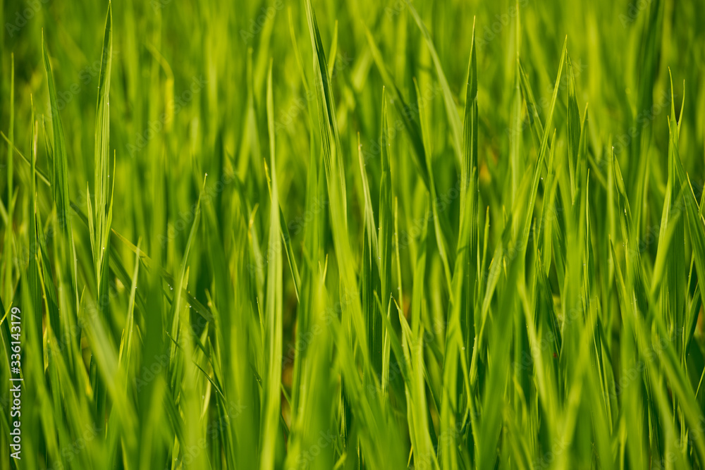 Young rice shoots close-up. Background