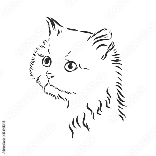portrait of a cat, domestic cat, vector illustration of a sketch