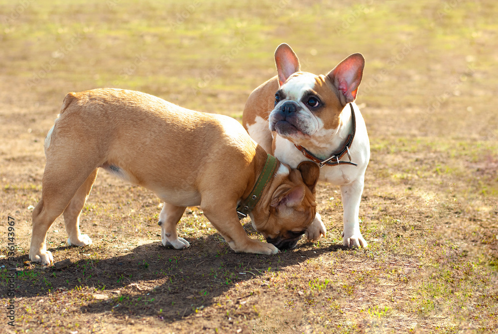 Two beautiful funny french bulldogs little dogs stay on the ground at walk adorable pets picture Love animals