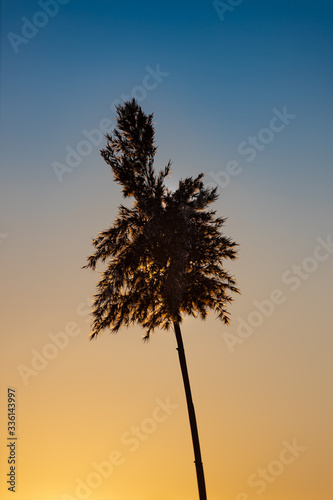Schilf im Abendlicht