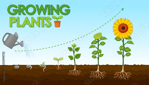 Diagram showing how plants grow from seed to sunflower