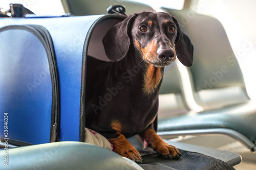 Black and tan dachshund peeks out from dog carry bag. © Masarik