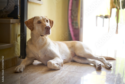 labrador dog resting on the front door