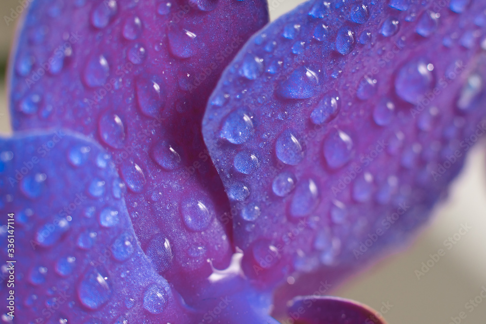Close up view of beautiful orchid flowers petals in bright purple color.Phalaenopsis orchid macro photography.Blooming Phalaenopsis flower with water drops on petals Close up view of beautiful orchid flowers petals in bright purple color.Phalaenopsis orchid macro photography.Blooming Phalaenopsis flower with water drops on petals