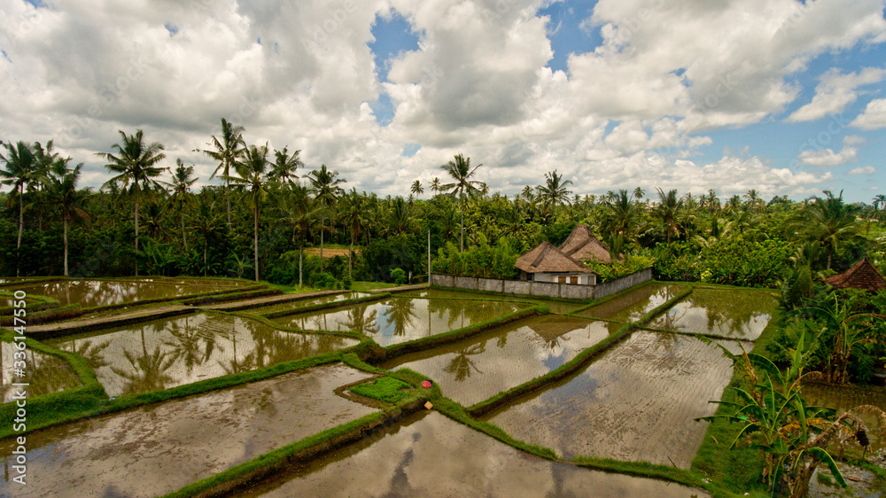 Aerial view of rice terrace filled water, mirroring sky clouds and palm trees.