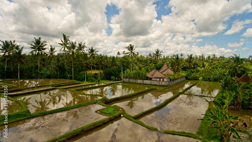 Aerial view of rice terrace filled water, mirroring sky clouds and palm trees.