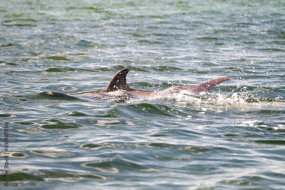 Fototapeta premium Florida Keys Wildlife and Sunsets