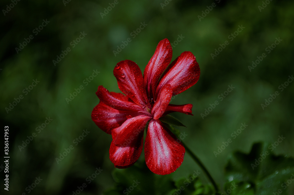 red hibiscus flower red hibiscus flower