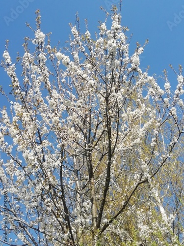 Blühender Baum