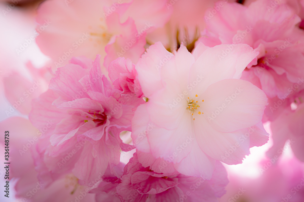 Fototapeta 春の花