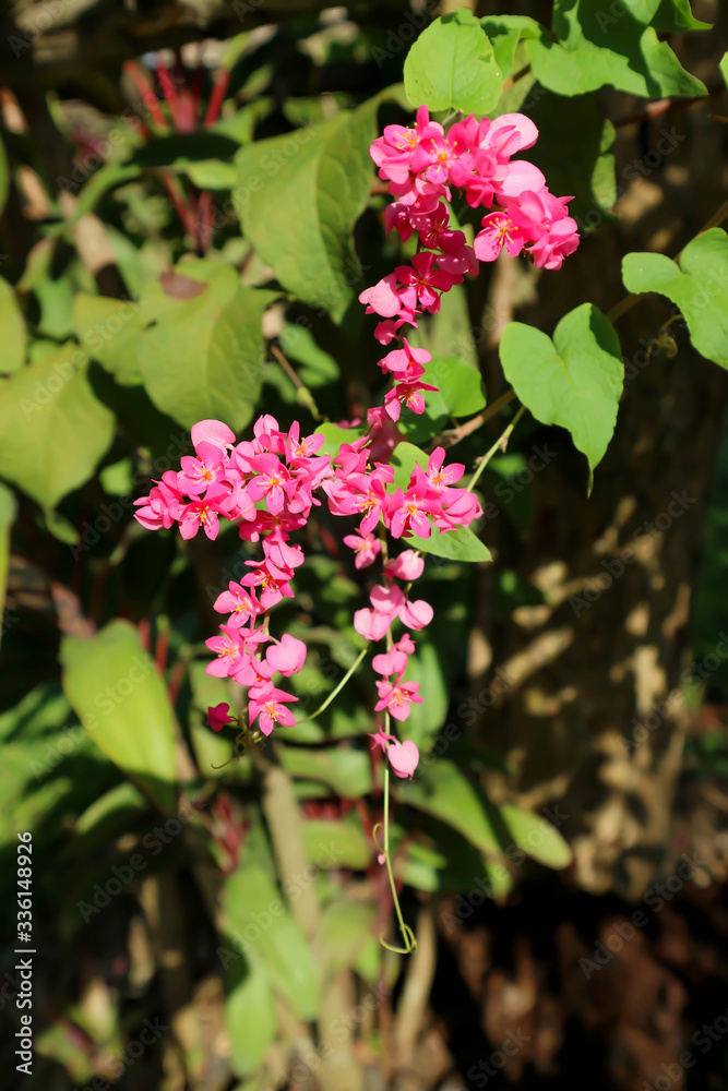 confederate vine, coral vine or heart of chain confederate vine, coral vine or heart of chain