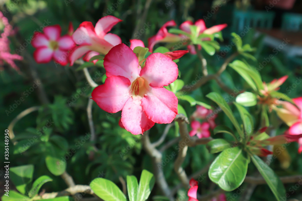Desert rose, Impala lily