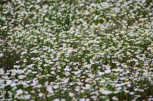 field of white flowers