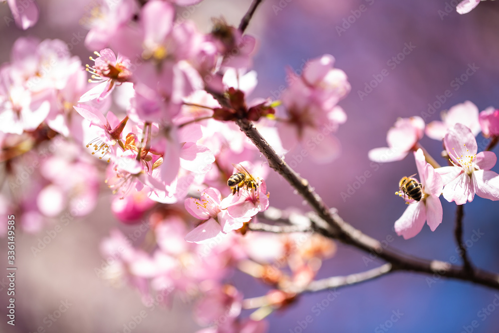 Cherry blossoms with blue sky, flowering, spring Cherry blossoms with blue sky, flowering, spring