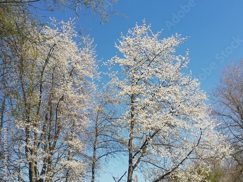 Baumblüte im Wald