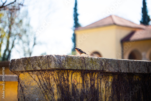 Sparrow on cemetery wall, spring