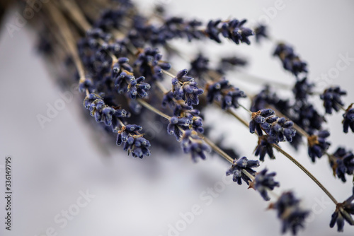 bunch of  dried lavender on a white background dry lavender  on white background  photo