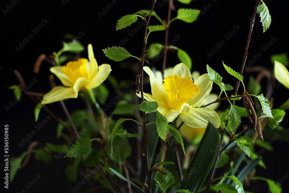 Yellow narcissus or daffodil flowers and birch branches with green leaves on a black background. Hello spring. Selective focus, close-up.