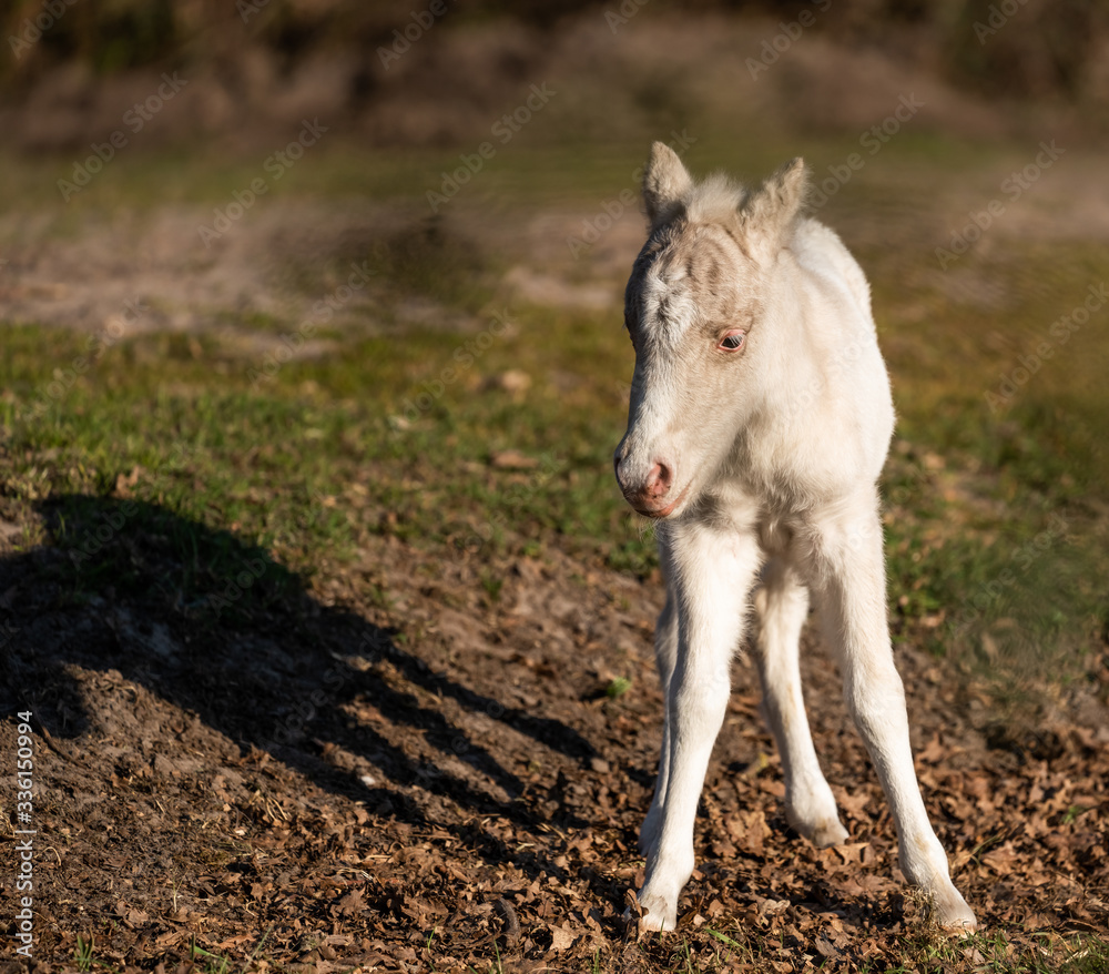 Fototapeta premium Cute shetland pony. Clumsy foal of a small horse.