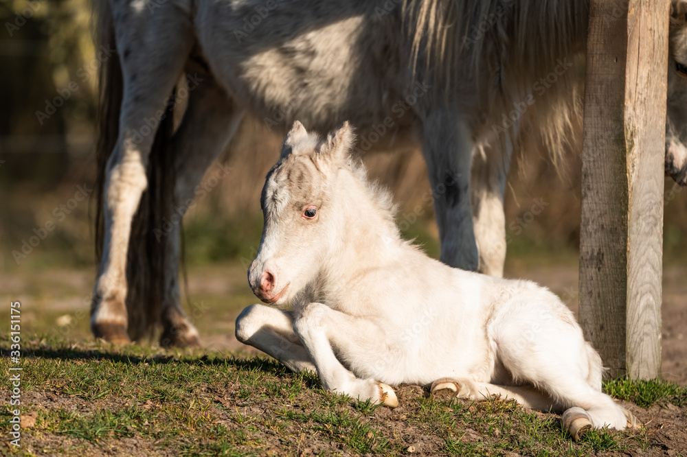 Cute shetland pony. Clumsy foal of a small horse. Cute shetland pony. Clumsy foal of a small horse.