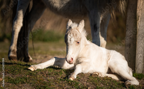 Cute shetland pony. Clumsy foal of a small horse.