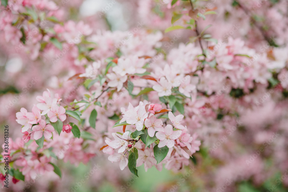 Fototapeta premium Apple tree blossom