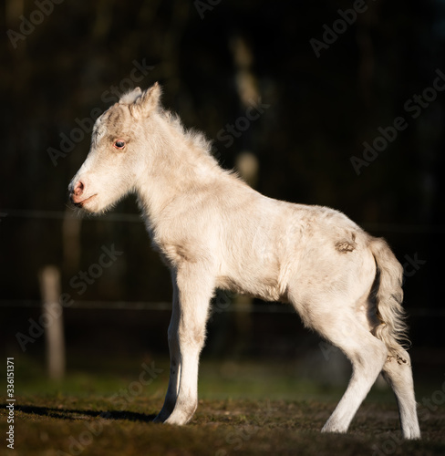 Cute shetland pony. Foal of a small horse.