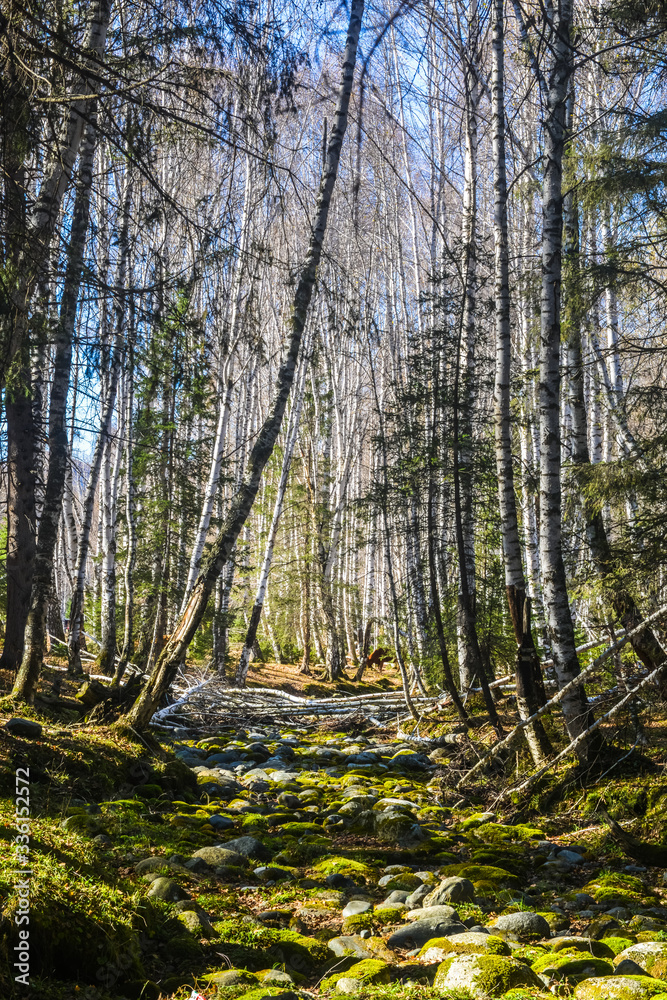 Obraz premium beautiful birch forest at Hemu village, China