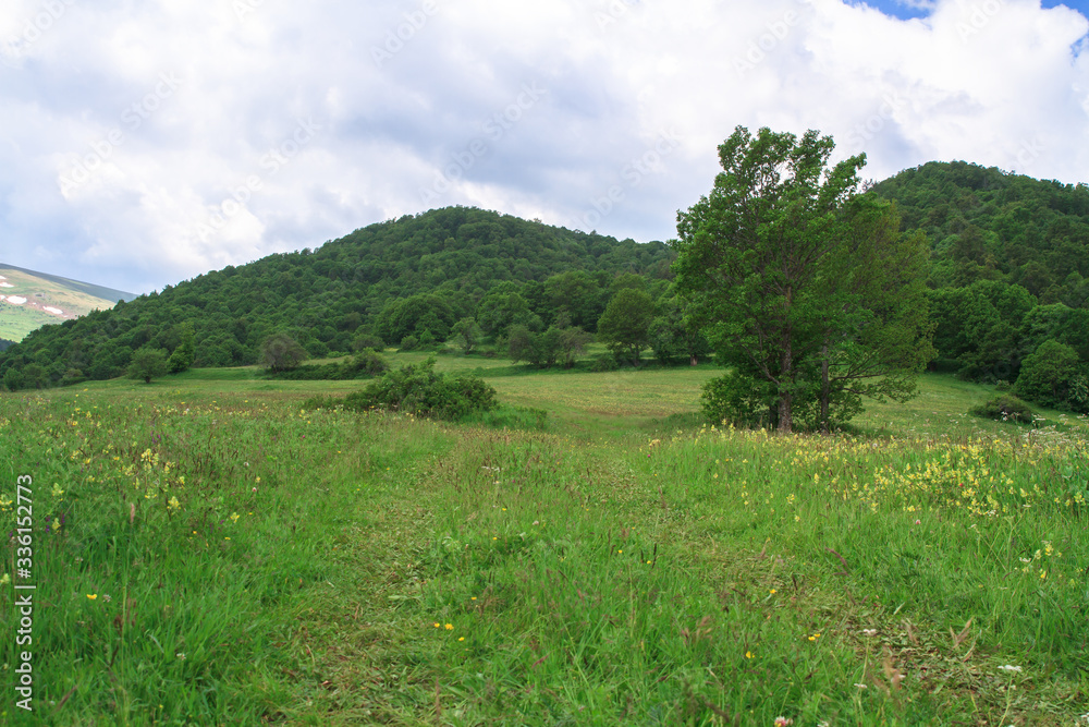 green grass with trees in mountain