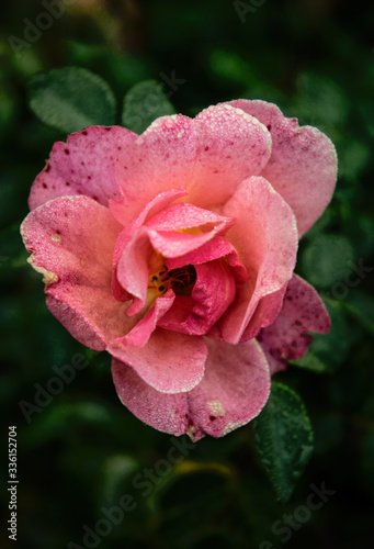 Pink rose in the drops of morning dew photo