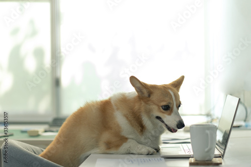 work from home concept .portrait of adorable corgi dog smile sat front of laptop and white coffee glass for working from home office weekend or social distancing