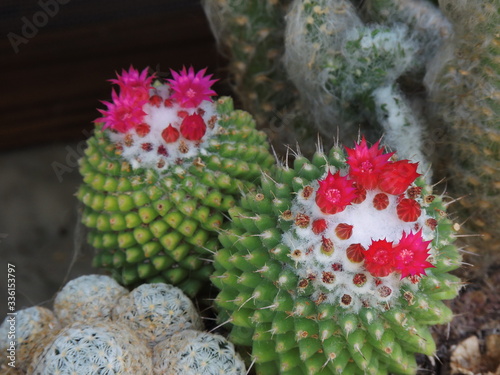 Piante grasse in fioritura primaverile