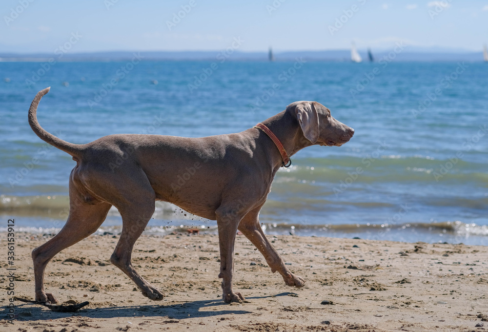 Weimaraner dog on a beach runs along the sandy beach on blue sea background. Hunting dog and fine family friend. Travel with animals. Vacation with dog on the sea. Weimaraner dog on a beach runs along the sandy beach on blue sea background. Hunting dog and fine family friend. Travel with animals. Vacation with dog on the sea.