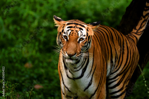 Royal Bengal Tiger.....the big cat