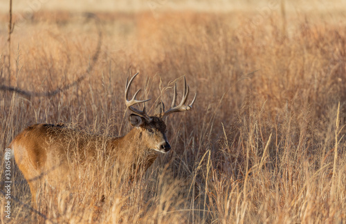 Buck Whitetail Deer in the Autumn Rut in Colorado