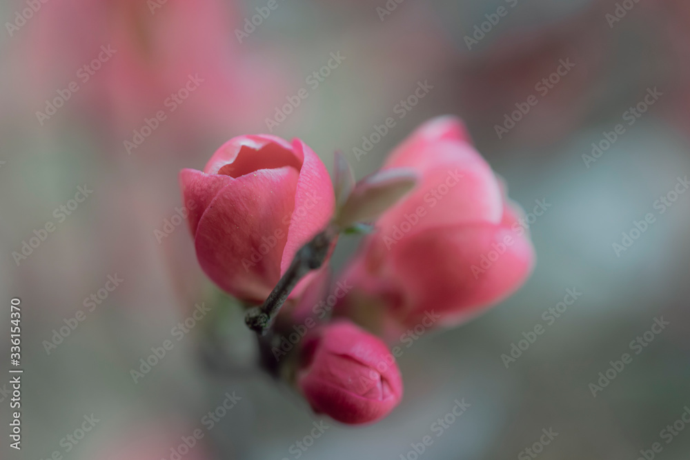 Pink blossom on a blurry background Pink blossom on a blurry background