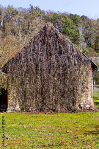 The House overgrown with dog wine in northern Bohemia, Libechov, Czech Republic photo