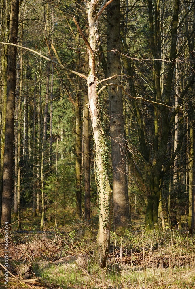 Naklejka premium Toter Baum in Moorlandschaft