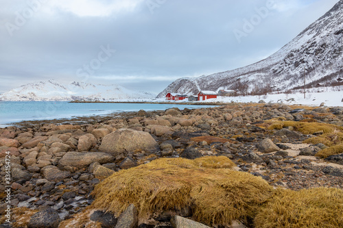 villaggio di pescatori con le case rosse in Norvegia oltre il circolo polare artico photo