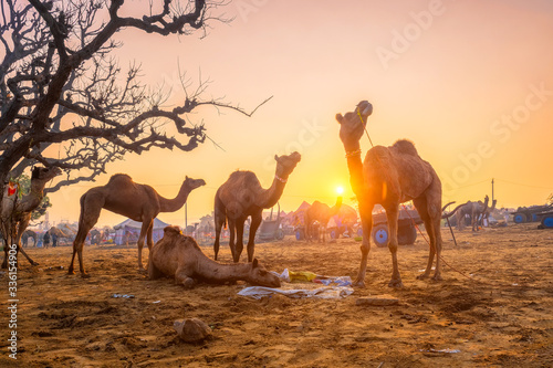 Famous indian camels trade Pushkar mela camel fair festival in field. Camels eating chewing at sunrise sunset. Pushkar, Rajasthan, India photo