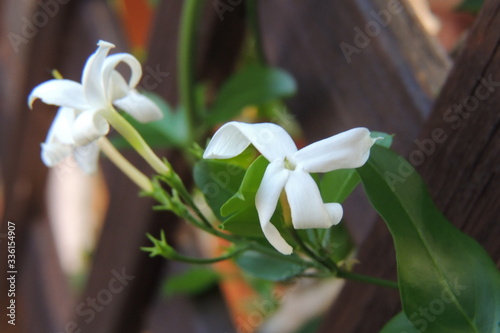 Staccionata con piante rampicanti fiorite