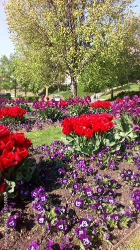 Wallpaper Mural red tulips in the park Torontodigital.ca