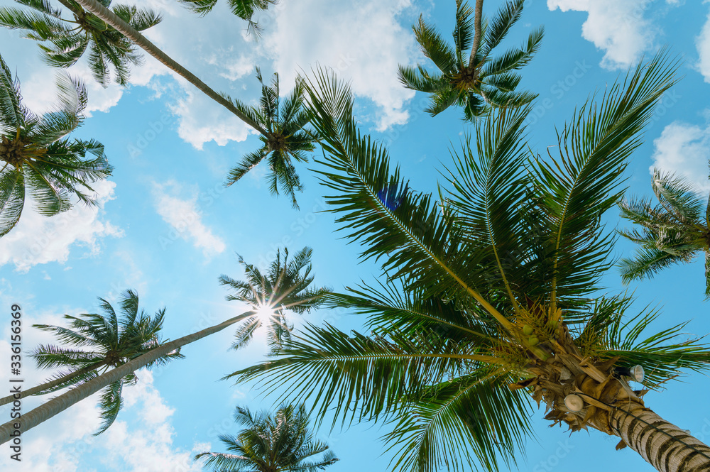 Tropical palm tree with sun light on blue sky. Summer vacation and nature travel adventure concept. Coconut palm trees . Tropical palm tree with sun light on blue sky. Summer vacation and nature travel adventure concept. Coconut palm trees .