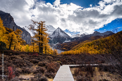 Nature landscape river in pine forest mountain valley,Snow Mountain in daocheng yading,Sichuan,China.