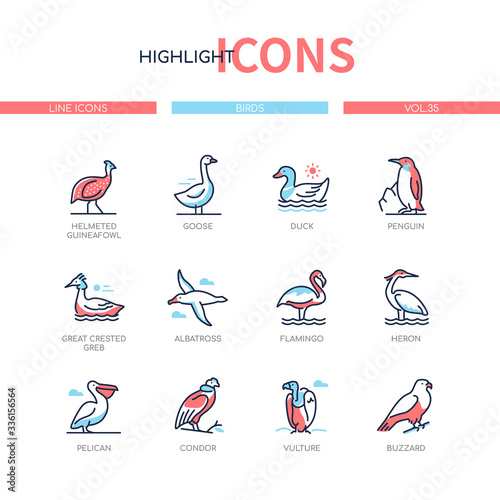 Bird species - modern line design style icons set