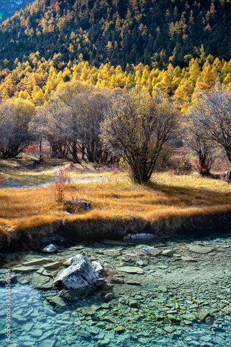 Nature landscape river in pine forest mountain valley,Snow Mountain in daocheng yading,Sichuan,China.
