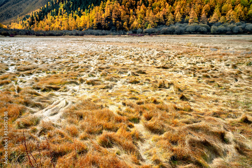 Nature landscape river in pine forest mountain valley,Snow Mountain in daocheng yading,Sichuan,China.