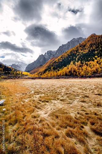 Nature landscape river in pine forest mountain valley,Snow Mountain in daocheng yading,Sichuan,China.
