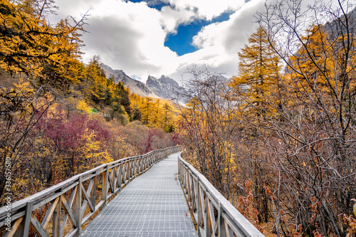 Nature landscape river in pine forest mountain valley,Snow Mountain in daocheng yading,Sichuan,China.